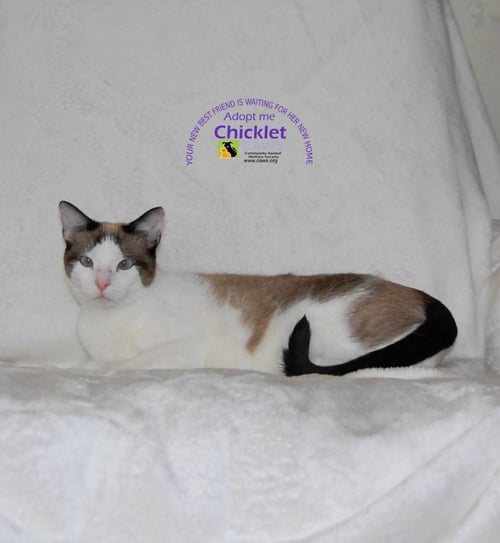 CHICKLET - Domestic Short Hair available for adoption