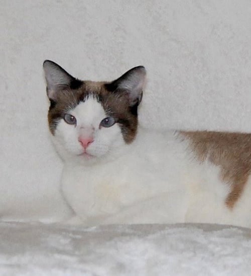CHICKLET - Domestic Short Hair available for adoption