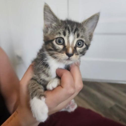 WILLOW - Domestic Short Hair available for adoption
