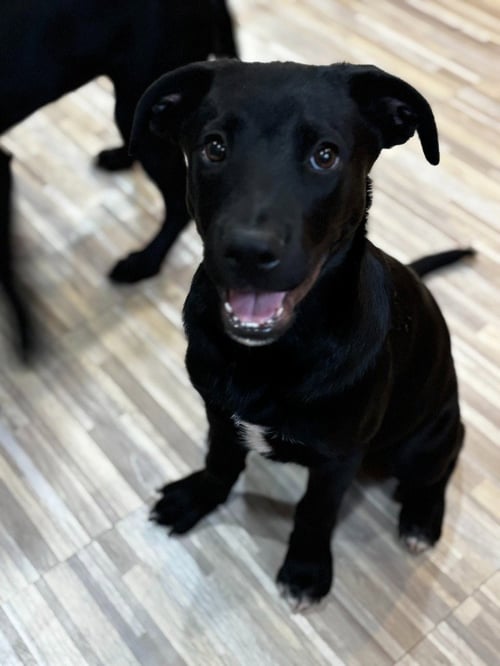 BO - Labrador Retriever / Shepherd for adoption in Salt Lake City