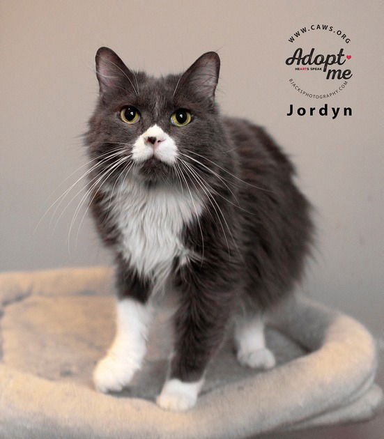 JORDYN - Domestic Medium Hair available for adoption