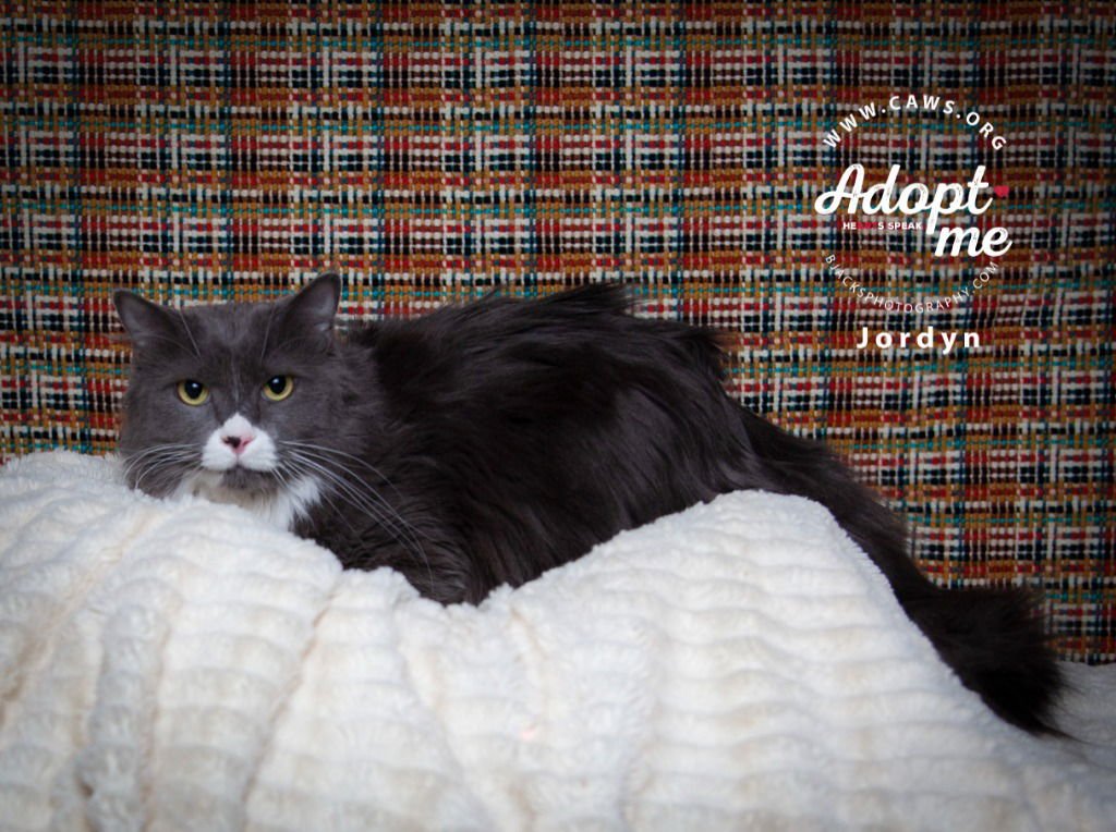 JORDYN - Domestic Medium Hair available for adoption