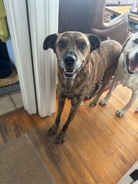 Rufus - Photo 3