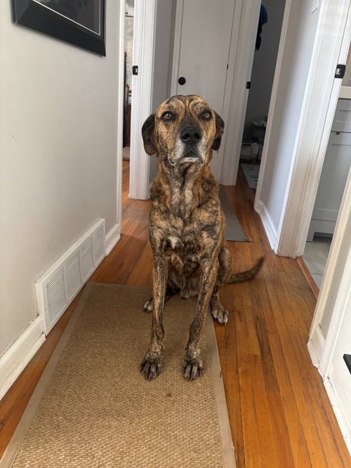 RUFUS - Pit Bull Terrier / Shepherd available for adoption