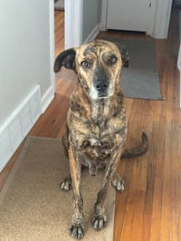 Rufus - Photo 1