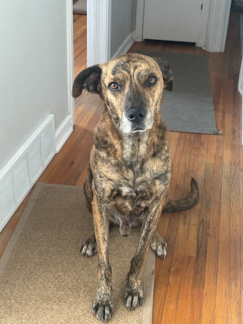 RUFUS - Pit Bull Terrier / Shepherd available for adoption