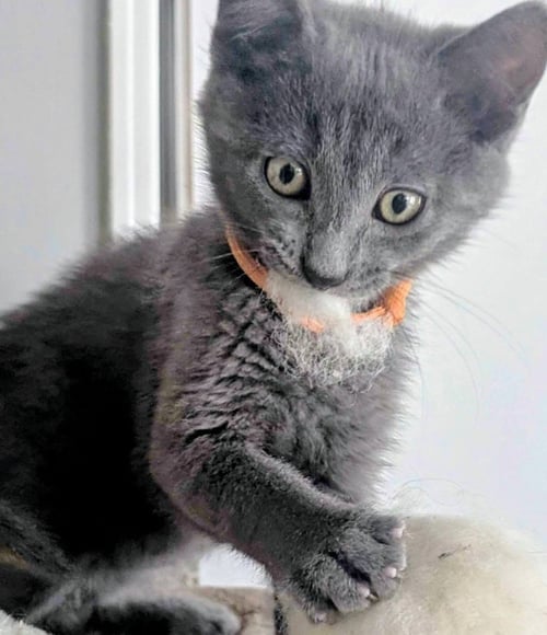 ODIN - Domestic Short Hair available for adoption