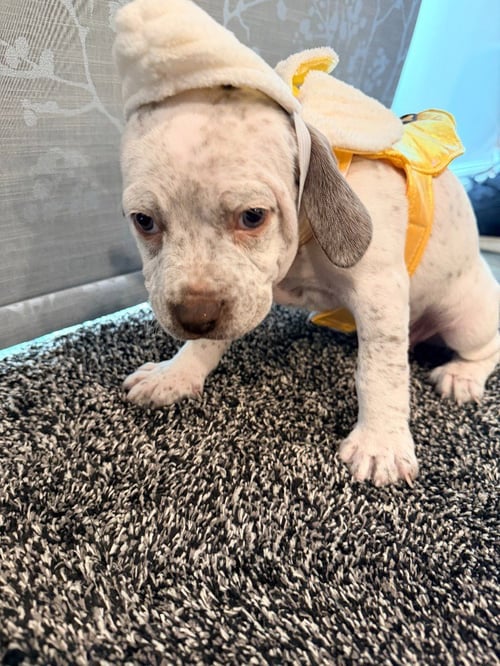 LADY MOLLY - Australian Cattle Dog/Blue Heeler available for adoption