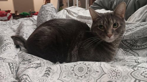 STORMY - Domestic Short Hair available for adoption