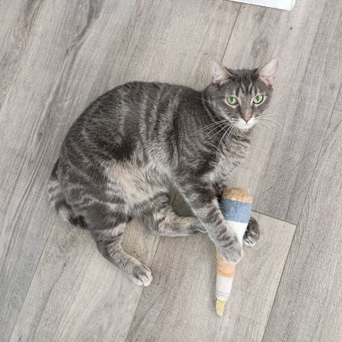 STORMY - Domestic Short Hair available for adoption