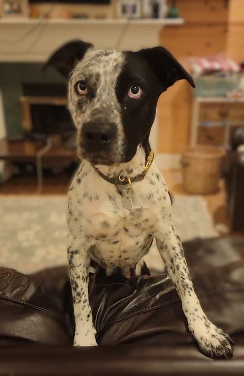 BLUEBELL - Cattle Dog available for adoption
