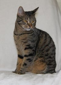 Murphy - Photo 1