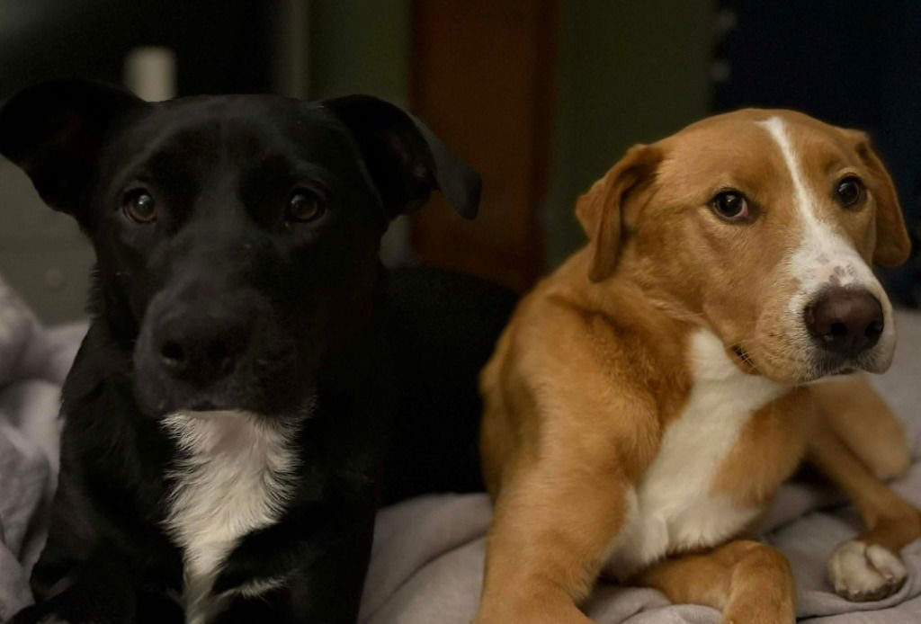 ARCHIE - Hound / Labrador Retriever available for adoption