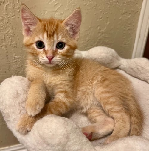 SUZUKI - Domestic Short Hair available for adoption