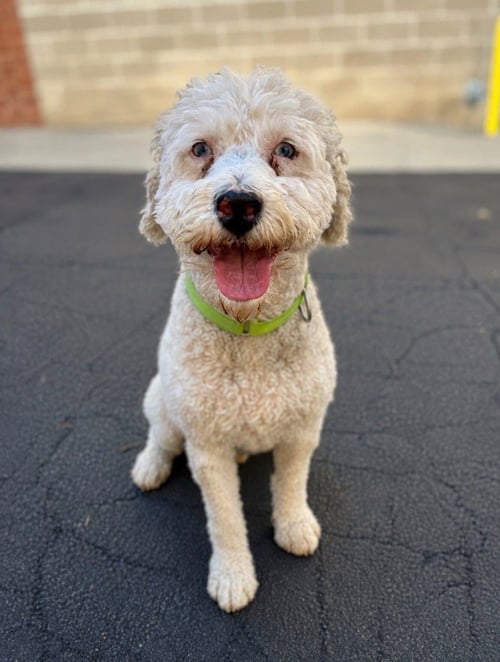 BRUNO BUZZ BUZZ - Poodle (unknown type) / Golden Retriever available for adoption