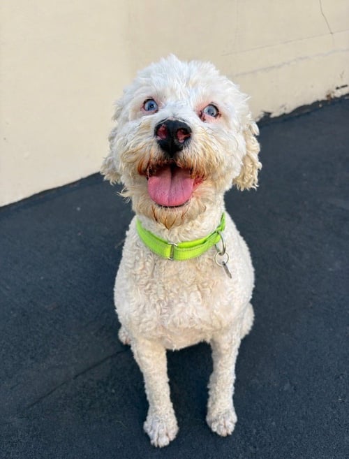 BRUNO BUZZ BUZZ - Poodle (unknown type) / Golden Retriever available for adoption