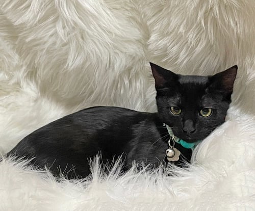 COURTNEY - Domestic Short Hair available for adoption