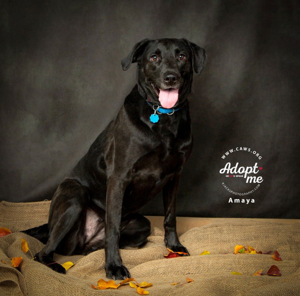 AMAYA - Labrador Retriever available for adoption