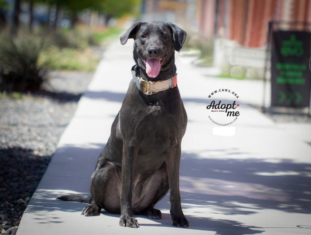 AMAYA - Labrador Retriever available for adoption