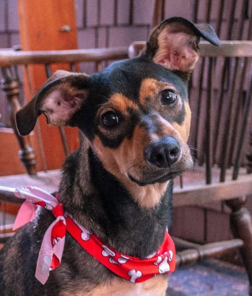 KISSY - Shepherd for adoption in Salt Lake City