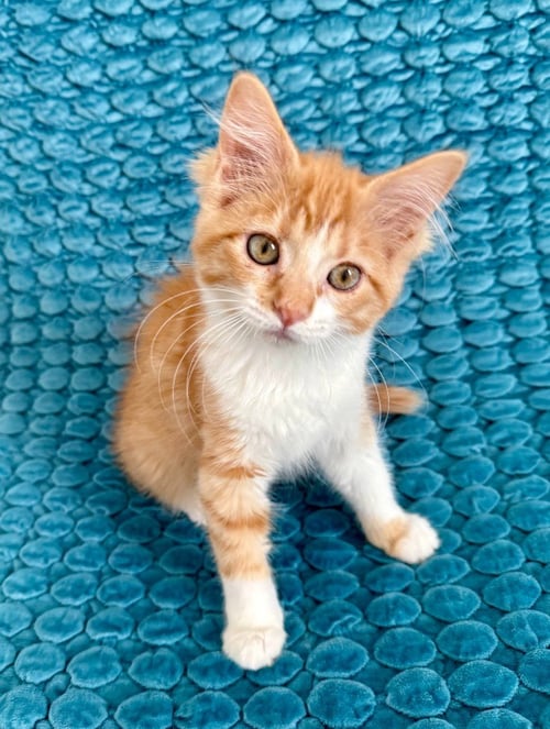 JO - Domestic Short Hair available for adoption