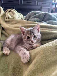 Lily - Photo 1