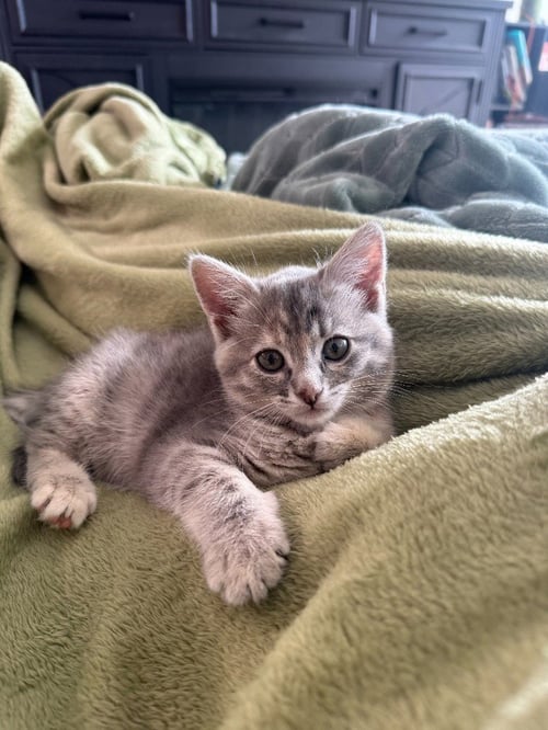 LILY - Domestic Short Hair available for adoption