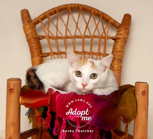 BECKY THATCHER - Domestic Short Hair available for adoption