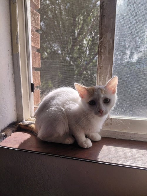 BECKY THATCHER - Domestic Short Hair available for adoption
