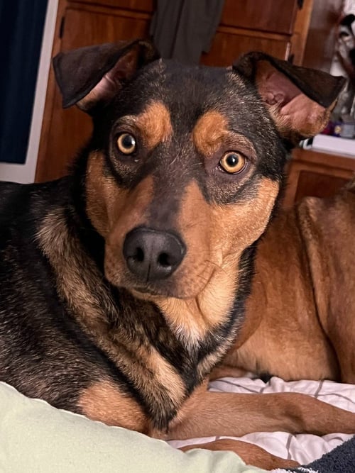 BUSTER BROWN - Shepherd available for adoption