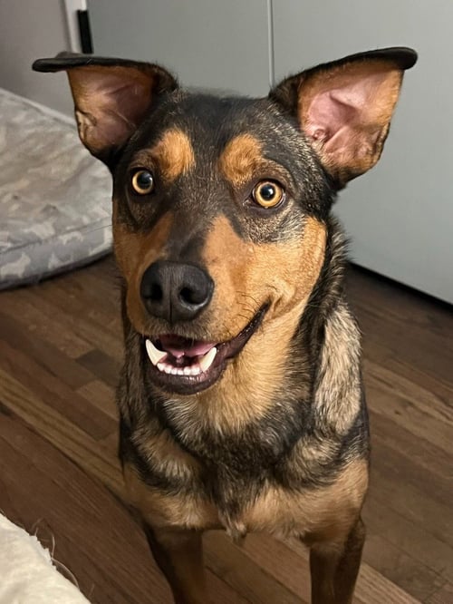 BUSTER BROWN - Shepherd available for adoption