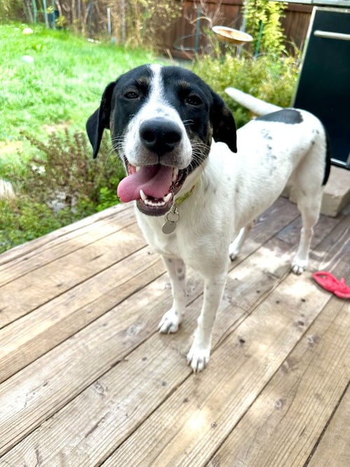 CHAI - Border Collie / Labrador Retriever for adoption in Salt Lake City