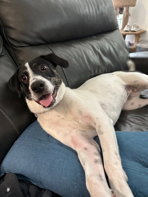 CHAI - Border Collie / Labrador Retriever available for adoption