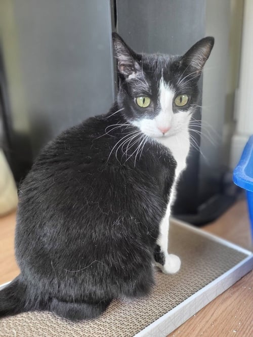 OLIVE - Domestic Short Hair for adoption in Salt Lake City