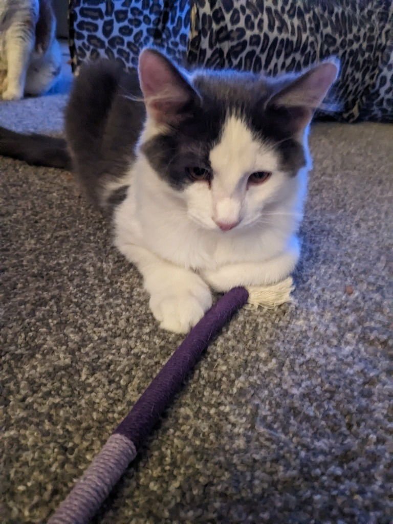 ROCKET - Domestic Short Hair available for adoption