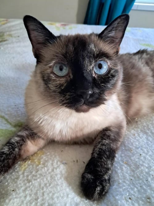 STELLA - Domestic Short Hair available for adoption