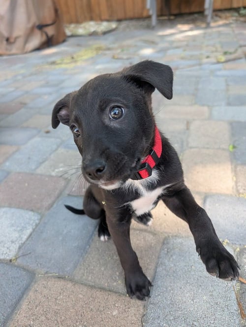 PICKLE - Black Labrador Retriever / Australian Cattle Dog/Blue Heeler available for adoption
