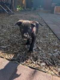 Pickle - Photo 2