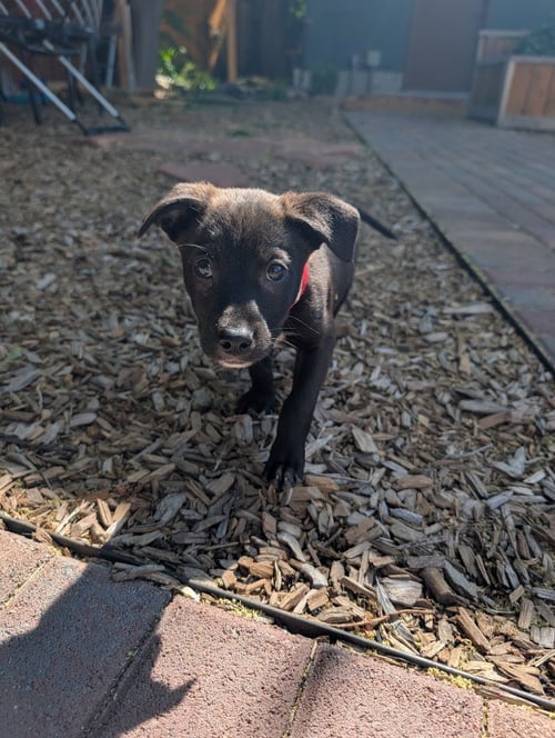 PICKLE - Black Labrador Retriever / Australian Cattle Dog/Blue Heeler available for adoption