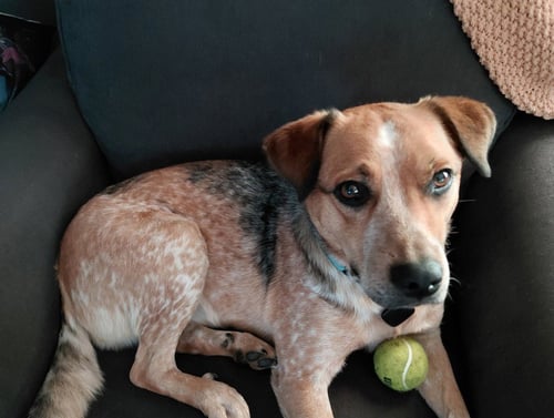 RUSTY - Australian Cattle Dog/Blue Heeler available for adoption