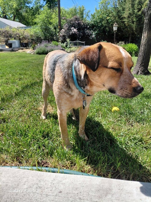 RUSTY - Australian Cattle Dog/Blue Heeler available for adoption