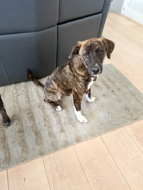 CINCO - Hound / Labrador Retriever available for adoption