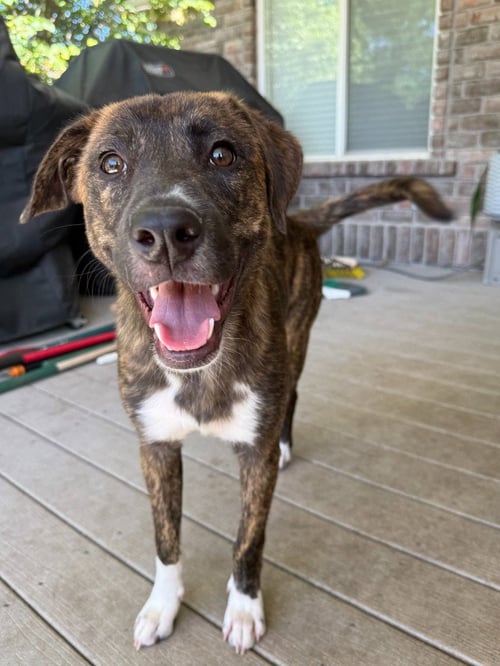 CINCO - Hound / Labrador Retriever for adoption in Salt Lake City