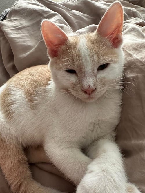 BABY BOO - Domestic Short Hair available for adoption