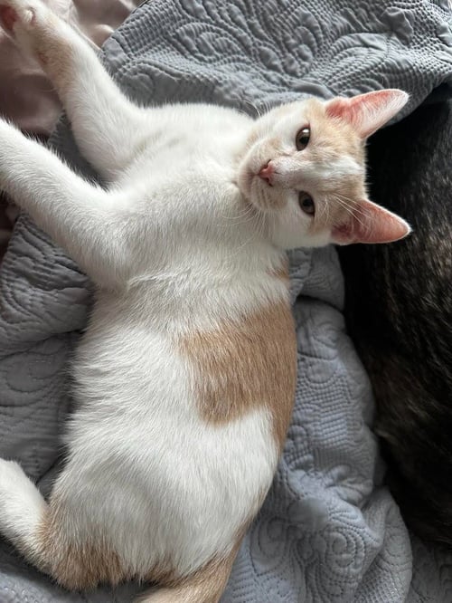 BABY BOO - Domestic Short Hair available for adoption
