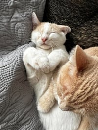 Baby Boo - Photo 4