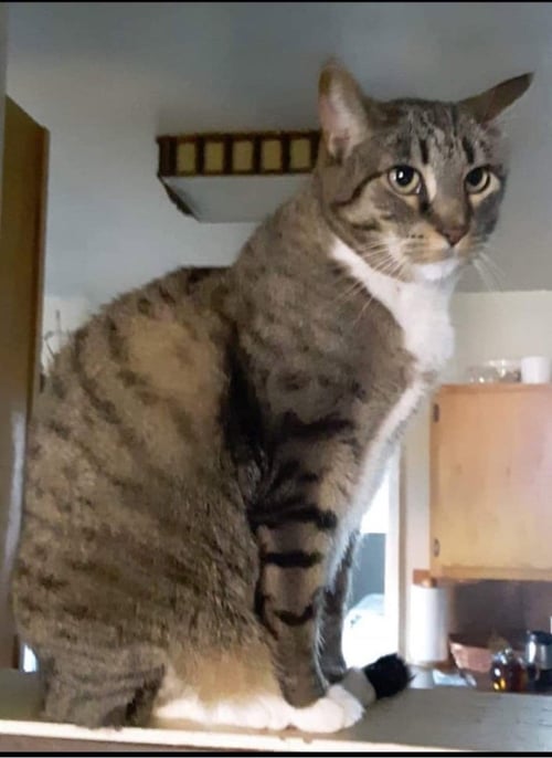 CARLEE - Domestic Short Hair available for adoption