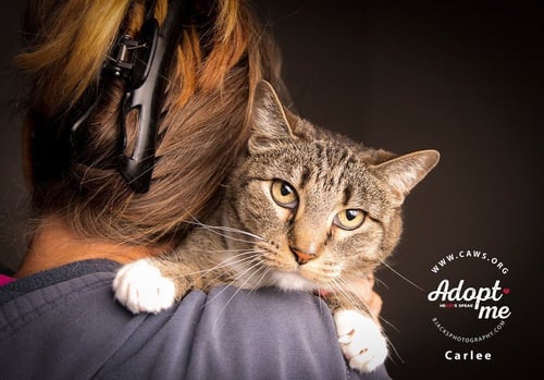 CARLEE - Domestic Short Hair available for adoption