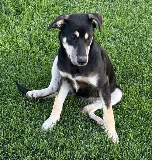 JULES - Shepherd for adoption in Salt Lake City