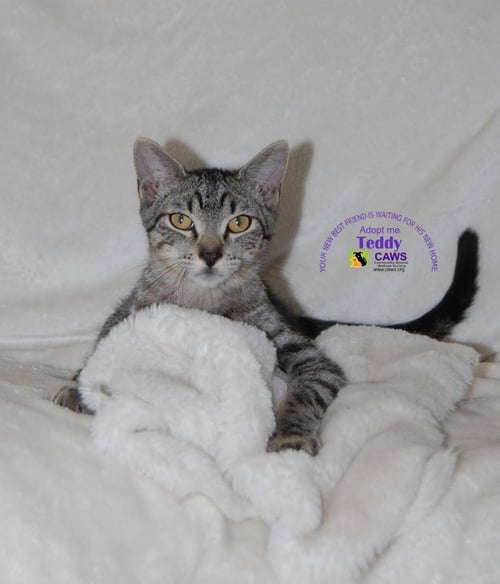 TEDDY - Domestic Short Hair available for adoption